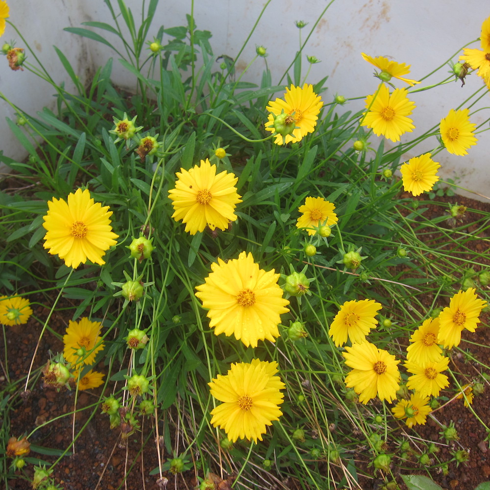 Coreopsis lanceolata lance-leaf coreopsis