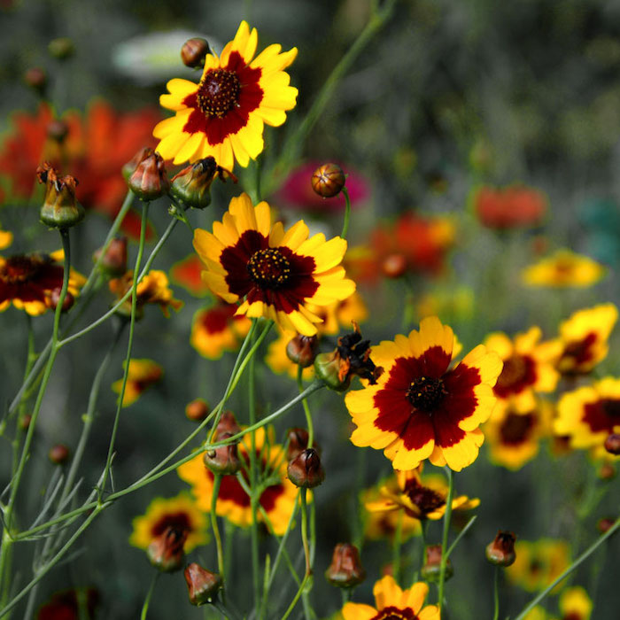 Coreopsis tinctoria plains tickseed