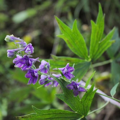 Delphinium exaltatum tall larkspur