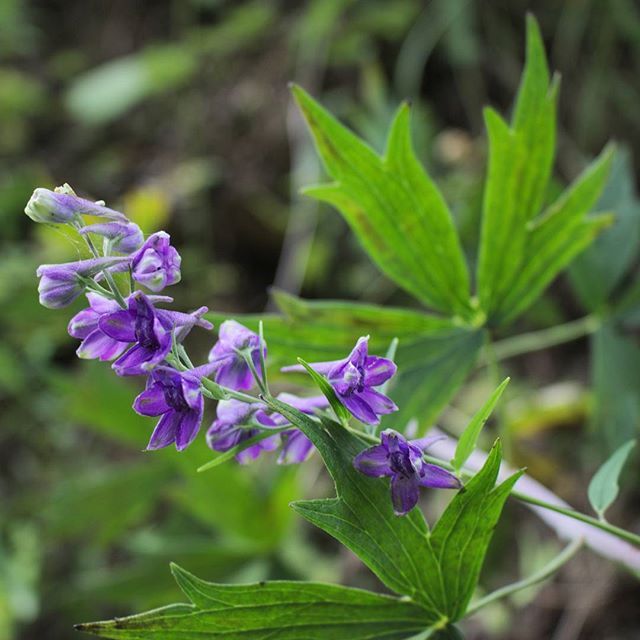 Delphinium exaltatum tall larkspur