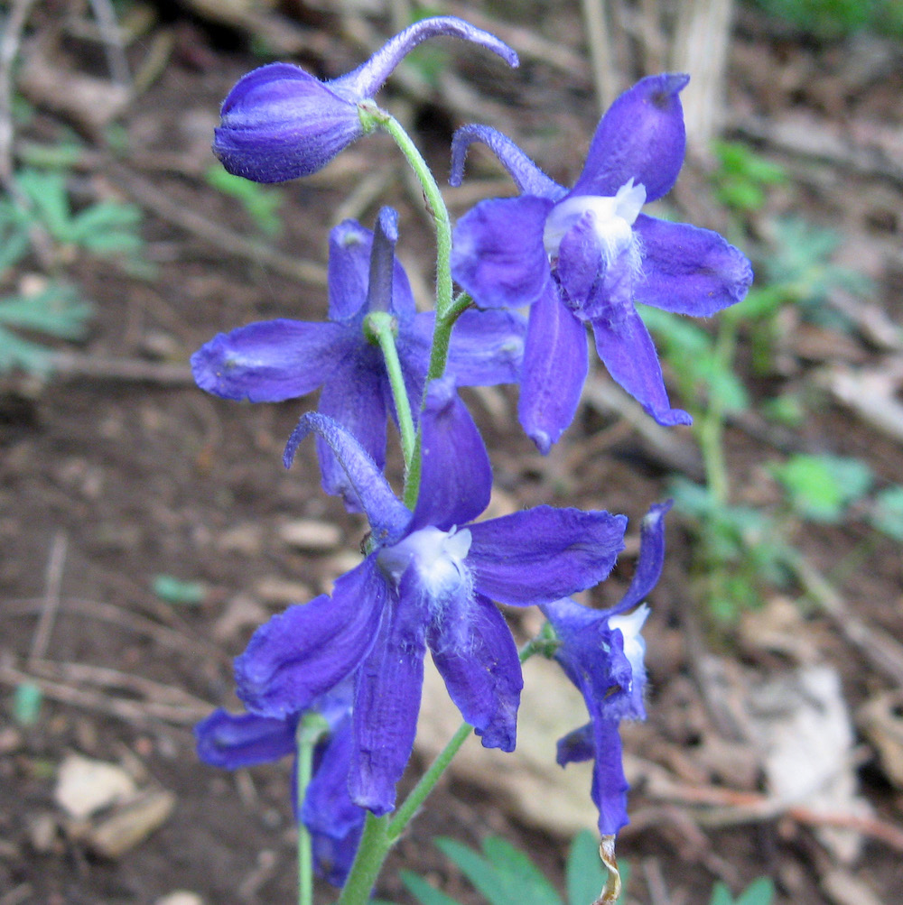 Delphinium tricorne dwarf larkspur