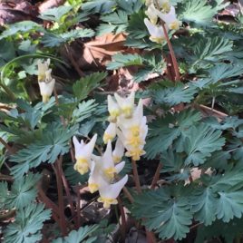 Dicentra cucullaria Dutchman's Breeches