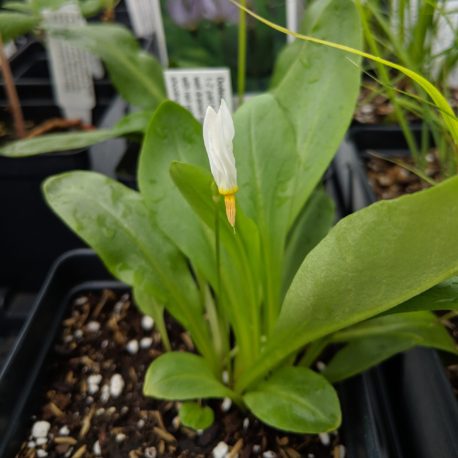 Dodecatheon meadia shooting star