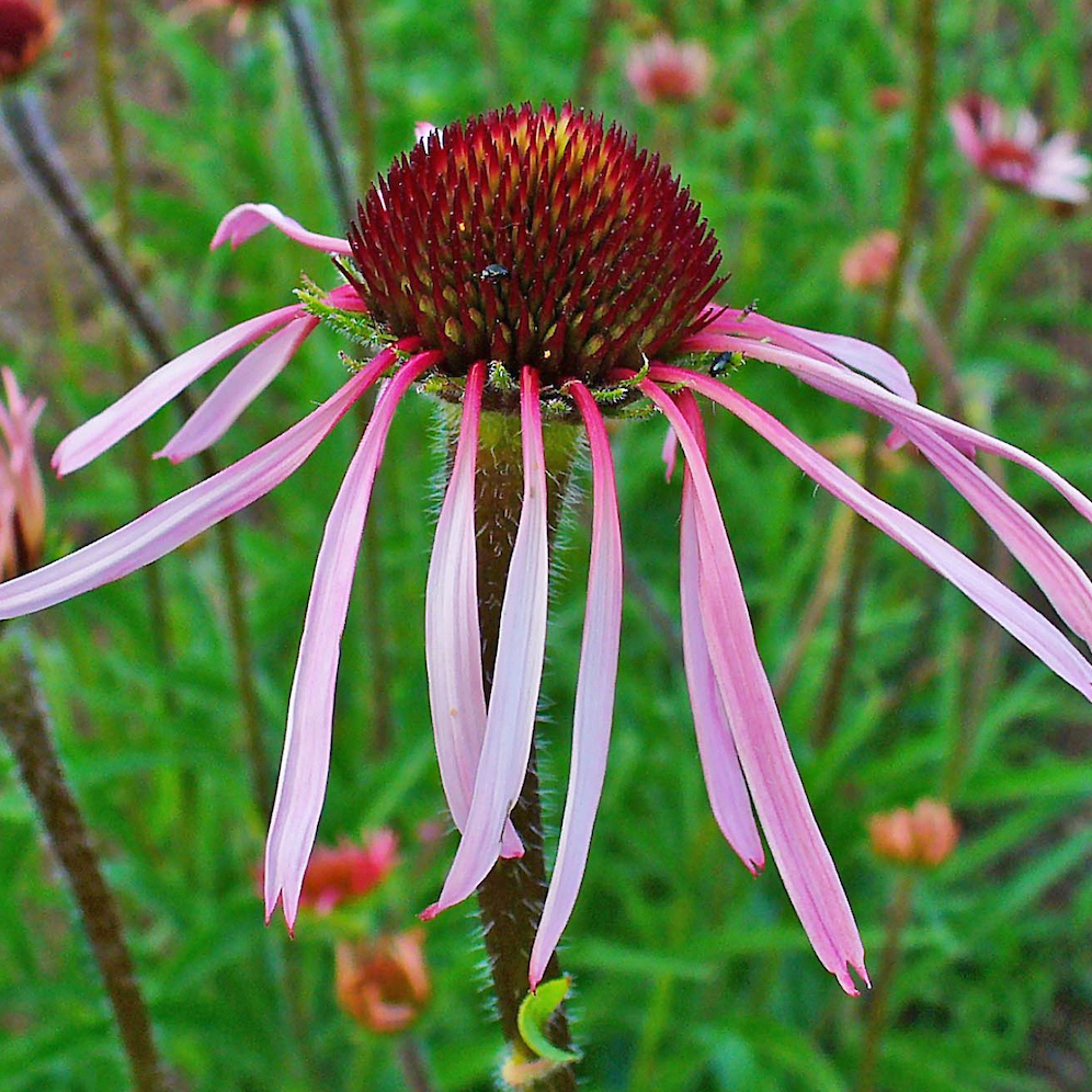 Echinacea pallida, Pale Purple Coneflower