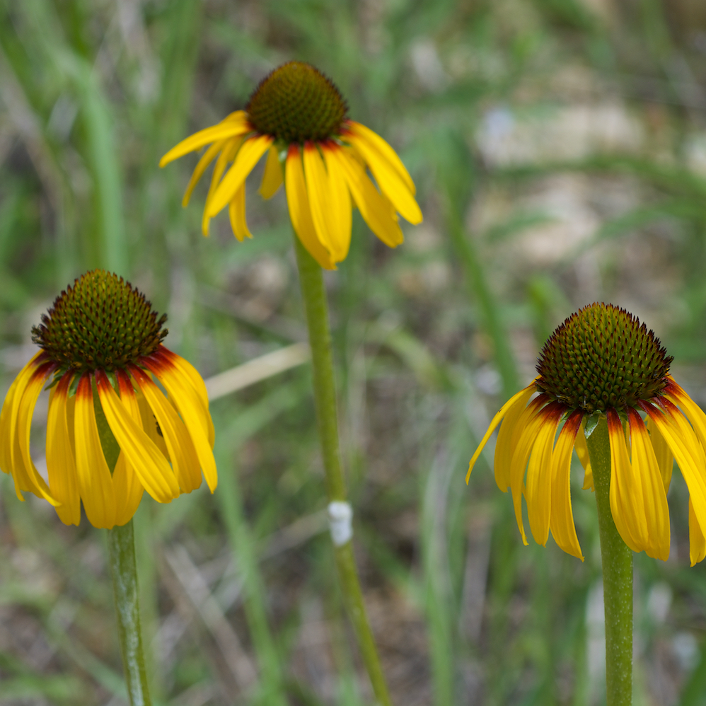 Echinacea paradoxa Bush's Coneflower