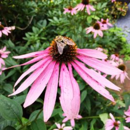 Echinacea purpurea purple coneflower