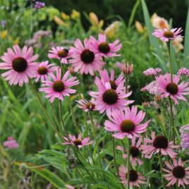 Echinacea tennesseensis tennessee coneflower