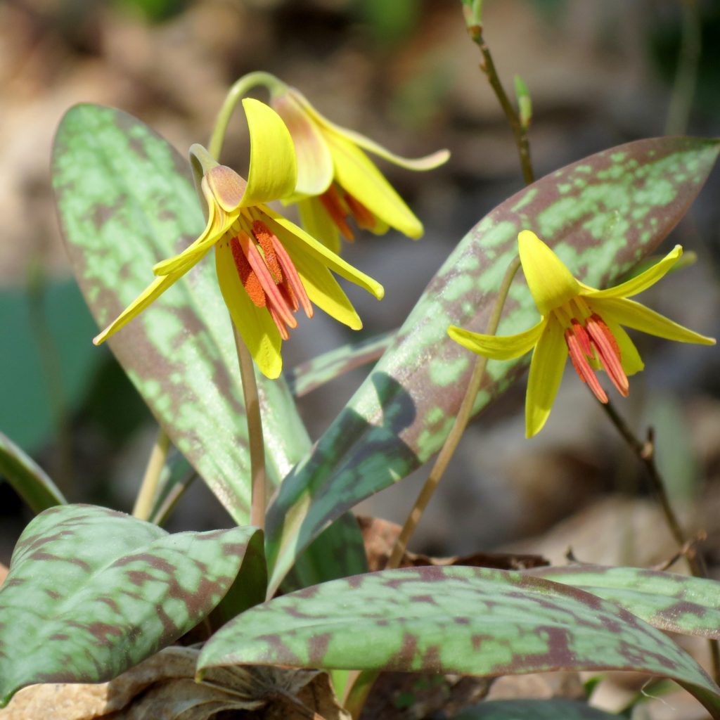 Erythronium americanum yellow trout lily