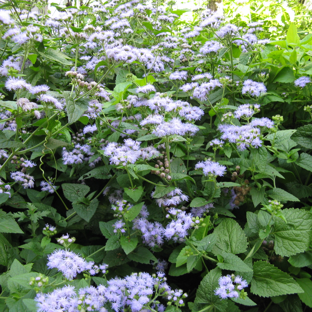 Eupatorium coelestinum blue mistflower