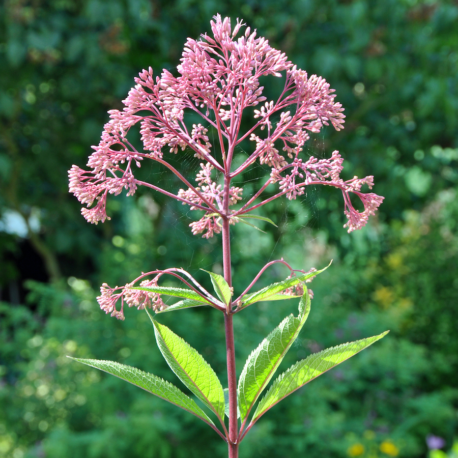 Eupatorium maculatum spotted joe-pye-weed