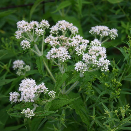 Eupatorium perfoliatum boneset