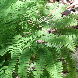 Adiantum pedatum, Maidenhair Fern