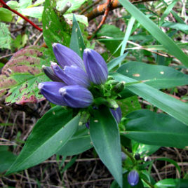 Gentiana andrewsii, Bottle Gentain