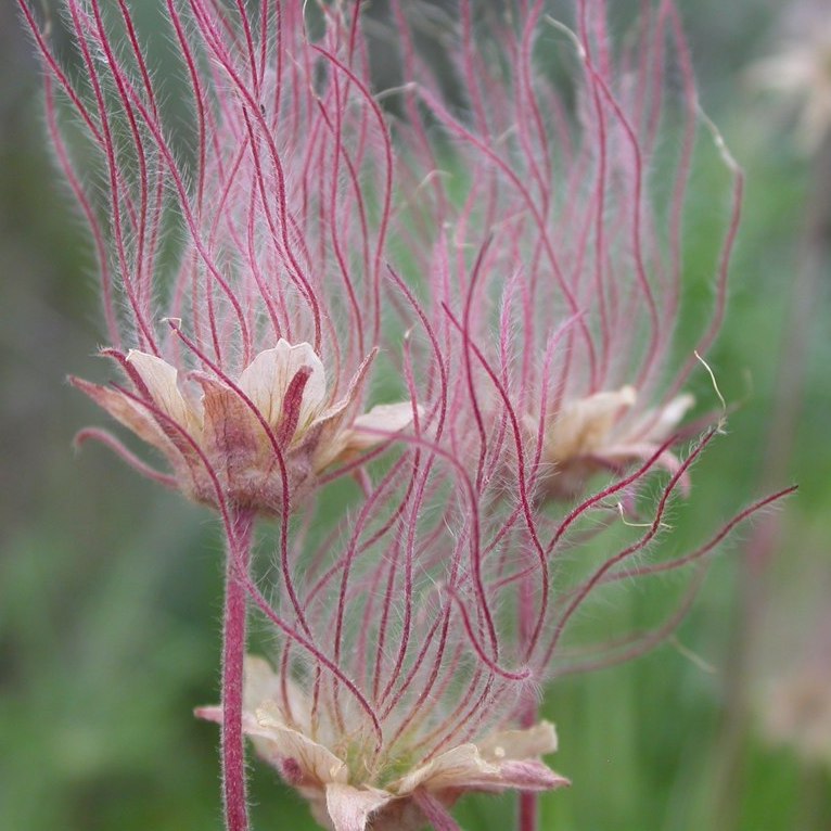 Geum triflorum, Prairie Smoke