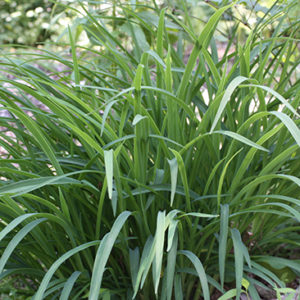 Grasses & Sedges