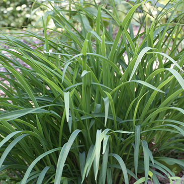 Grasses & Sedges grown by Keystone Wildflowers