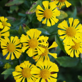 Helenium autumnale, Dog Toothed Daisy