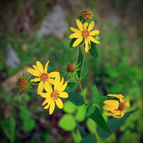 Helianthus divaricatus Woodland Sunflower