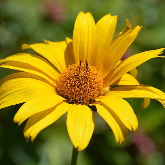 Heliopsis helianthoides oxeye sunflower