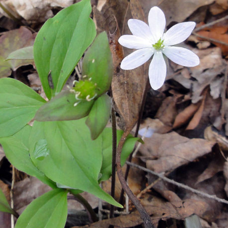 Hepatica acutiloba Sharp-lobed Hepatica