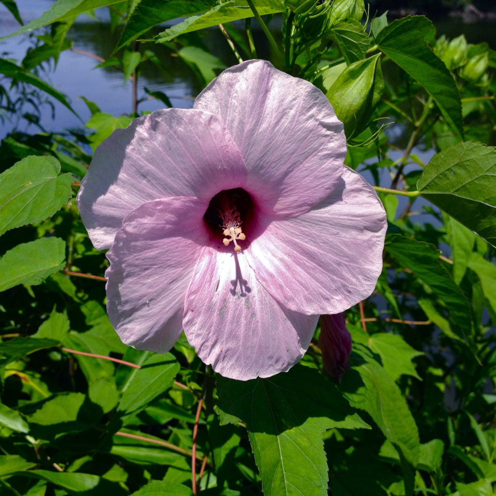 Hibiscus laevis rose mallow