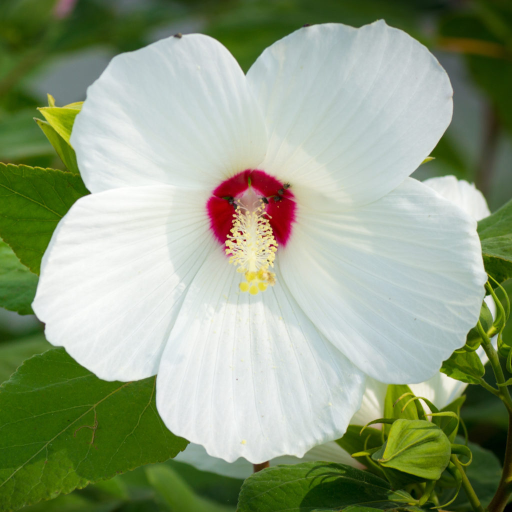 Hibiscus moscheutos swamp rose mallow