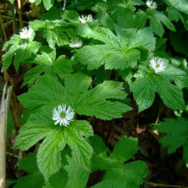 Hydrastis canadensis goldenseal