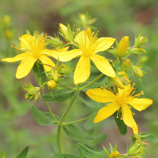 Hypericum perforatum dotted st john's wort