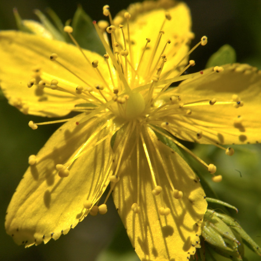 Hypericum pyramidatum great st john's wort