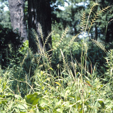 Hystrix patula Bottlebrush Grass