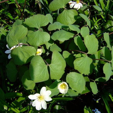 Jeffersonia diphylla Twinleaf