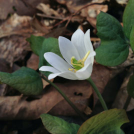 Jeffersonia diphylla Twinleaf Flower