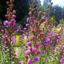 Liatris scariosa, Eastern Blazing Star