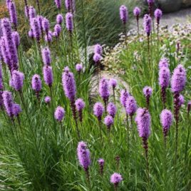 Liatris spicata marsh blazing star