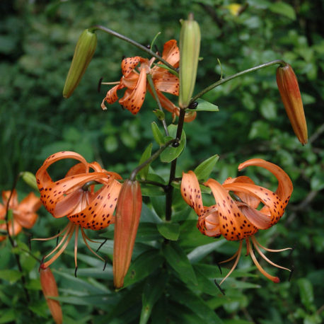 Lilium superbum, Turk's Cap Lily