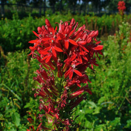 Lobelia cardinalis, Cardinal Flower