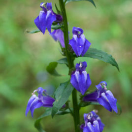 Lobelia siphilitica, Great Blue Lobelia