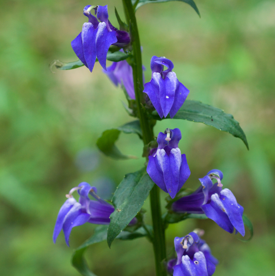 Lobelia siphilitica, Great Blue Lobelia