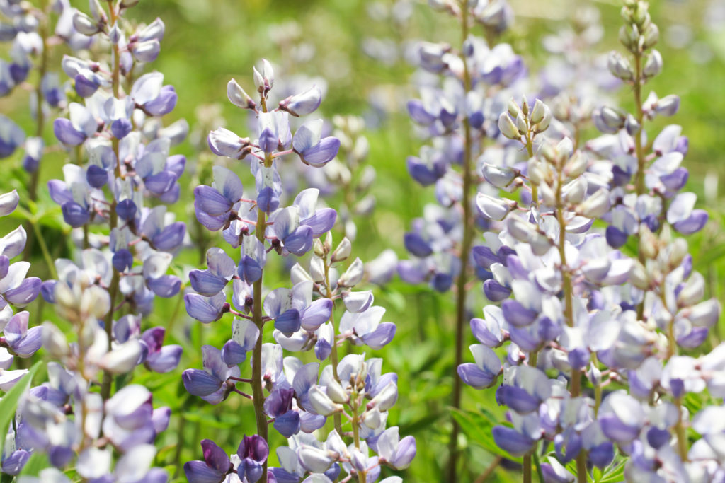 Lupinus perennis, Wild Lupine