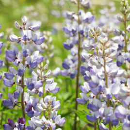 Lupinus perennis wild lupine