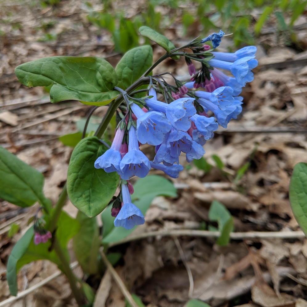 Mertensia virginica virginia bluebells grown by Keystone Wildflowers