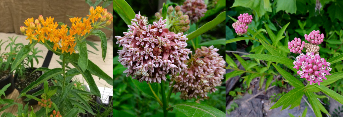Asclepias triptych