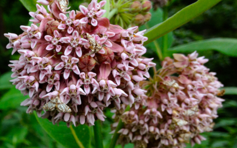 Asclepias