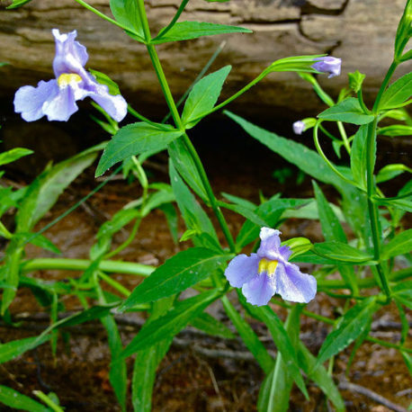 Mimulus ringens, Monkey Flower