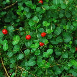 Mitchella repens, Partridge Berry