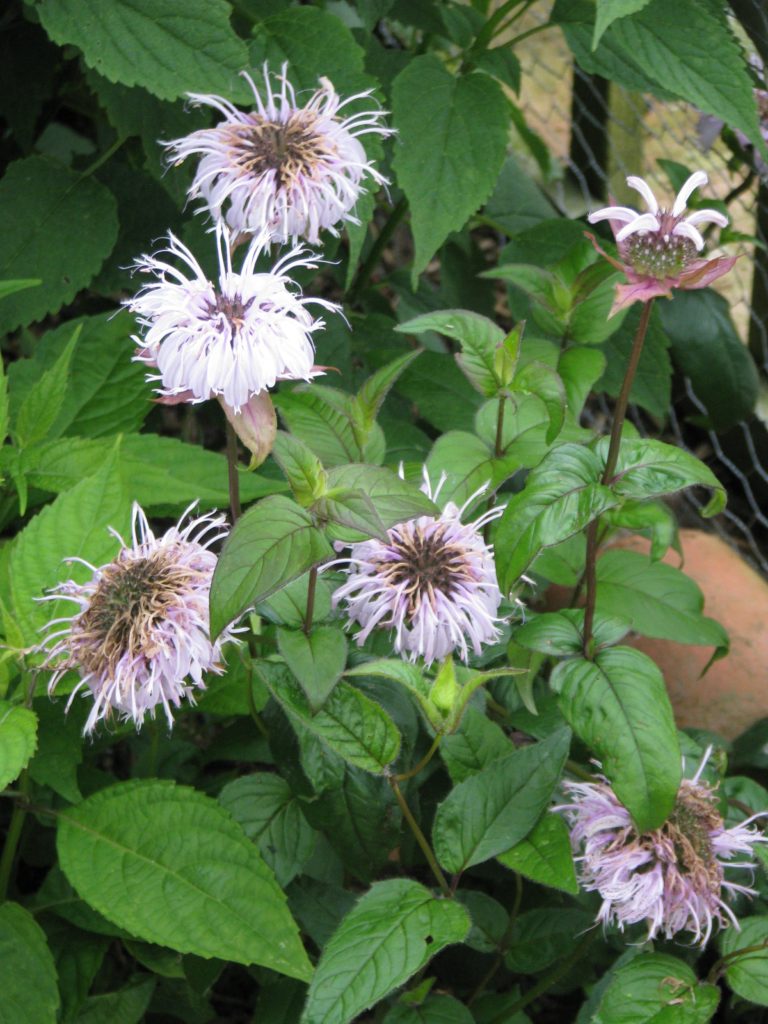 Monarda bradburiana, Bradbury Monarda