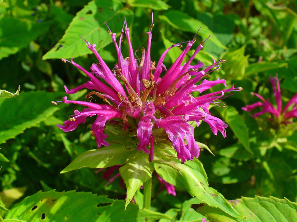 Monarda didyma, Scarlet Beebalm