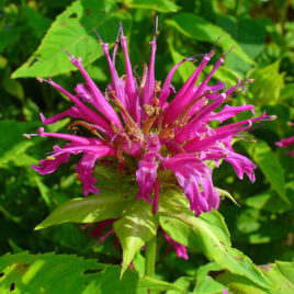 Monarda didyma, Scarlet Beebalm