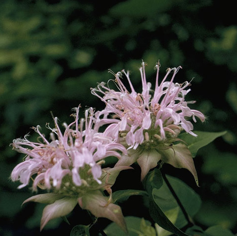 Monarda media purple bergamot