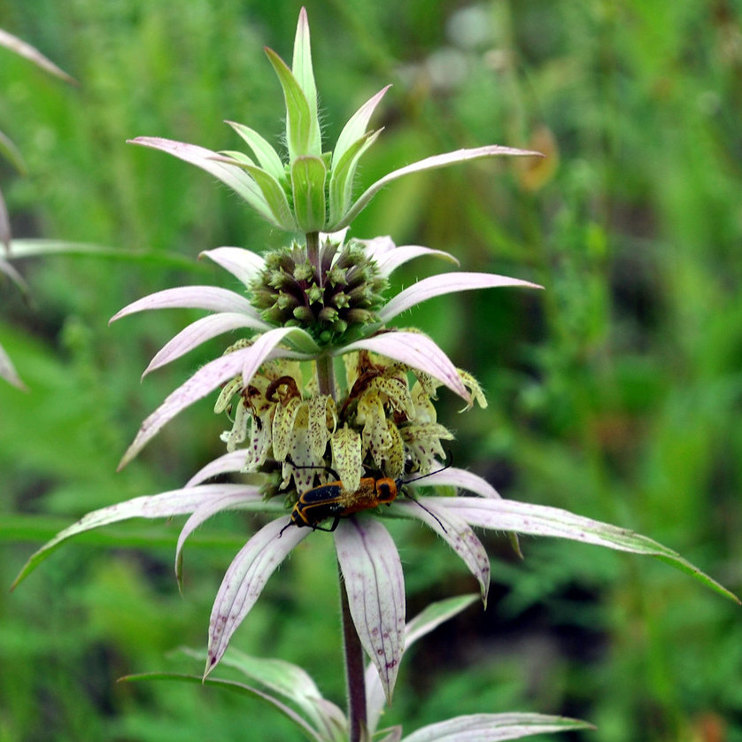 Monarda punctata spotted bee balm